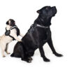Шлея "Dog Extreme" "POLICE" №2. В:40-60см, чорний - Image 5