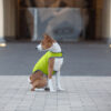 Куртка-накидка для собак AiryVest, салатовий - Image 27