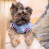 Бомбер Pet Fashion «Spike» для собак, блакитний - Image 4