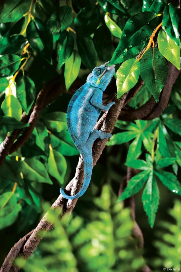 Рослина Exo Terra Jungle Vine для тераріуму Лоза S - Image 2