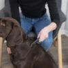 Гребінець Trixie для пошуку бліх та вошей, металевий з пластиковою ручкою, 21 см - Image 3