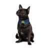 Комірець Pet Fashion «Bright» для собак, розмір XS-XS2, синій - Image 2