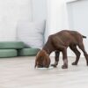 Миска Trixie Junior для повільного годування цуценят, блакитна, пластик, d 21 см - Image 6
