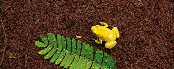 Субстрат Exo Terra Plantation Soil для тераріумних тварин, 8,8 л - Image 2