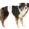 Підгузки Trixie для кобелів 12 шт - Image 3