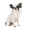 Шапка Pet Fashion Bubo для собак, хакі - Image 2