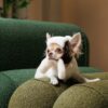 Шапка Pet Fashion Bubo для собак, хакі - Image 4