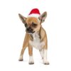Ковпак Pet Fashion новорічний для собак, розмір XS, червоний - Image 2