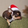 Ковпак Pet Fashion новорічний для собак, розмір XS, червоний - Image 4