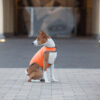 Куртка-накидка для собак AiryVest, помаранчевий - Image 15