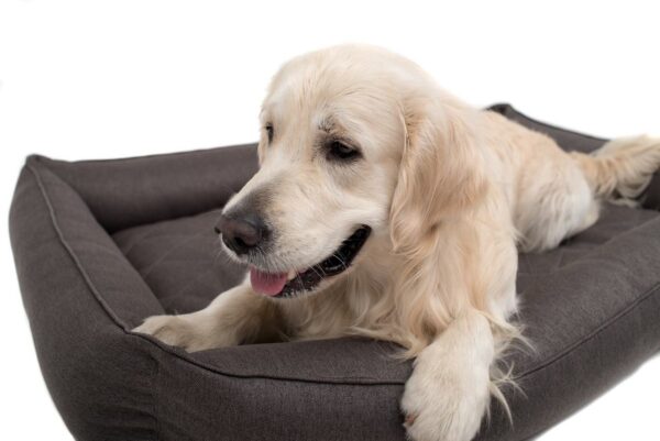 Лежак Sofa з посиленою поверхнею