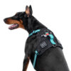 Шлея для собак безпечна WAUDOG Nylon з QR паспортом металічна пряжка-фастекс - Image 16