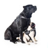 Шлея "Dog Extreme" "POLICE" №2. В:40-60см, чорний - Image 4