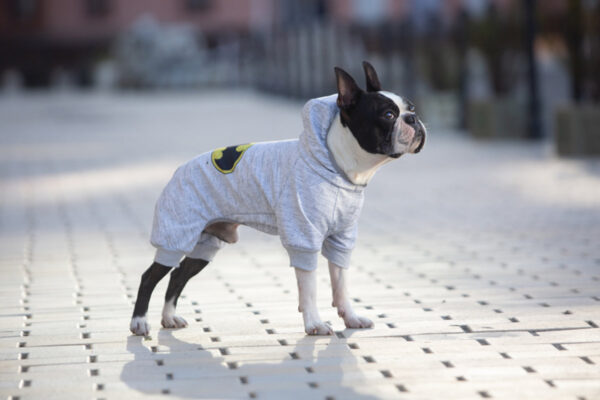 Комбінезон для собак WAUDOG Clothes малюнок "Бетмен лого" - Image 27
