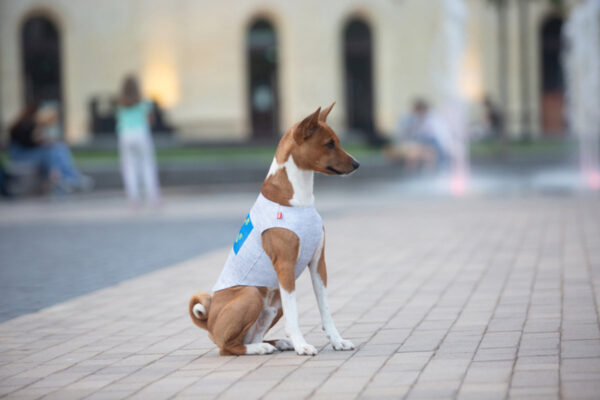 Майка для собак WAUDOG Clothes малюнок "Сміливість" - Image 36