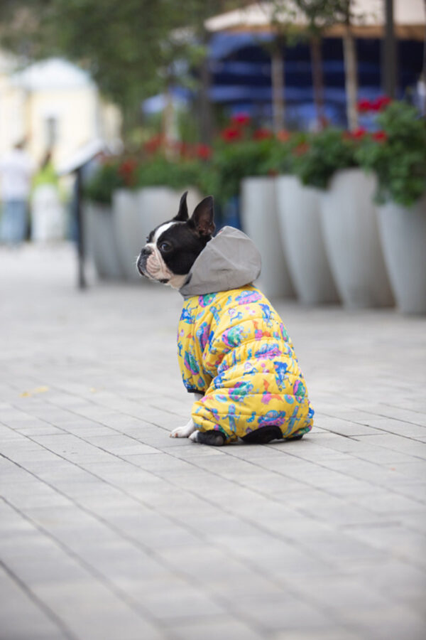 Комбінезон для собак WAUDOG Clothes малюнок "Рік та Морті 3" - Image 32