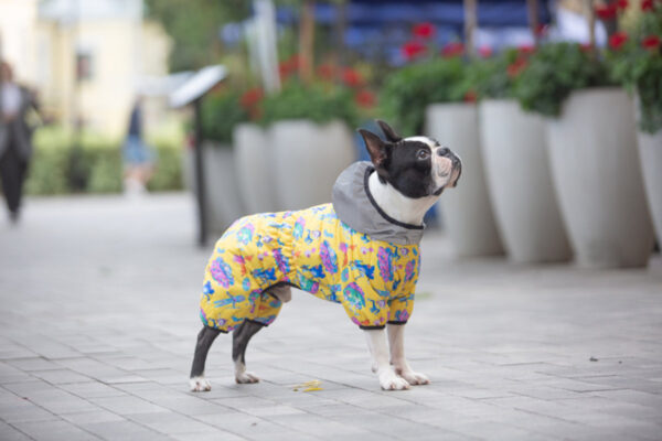 Комбінезон для собак WAUDOG Clothes малюнок "Рік та Морті 3" - Image 43