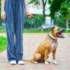 Повідець-рулетка для собак WAUDOG R-leash з контейнером для пакетів світловідбивна стрічка - Image 11