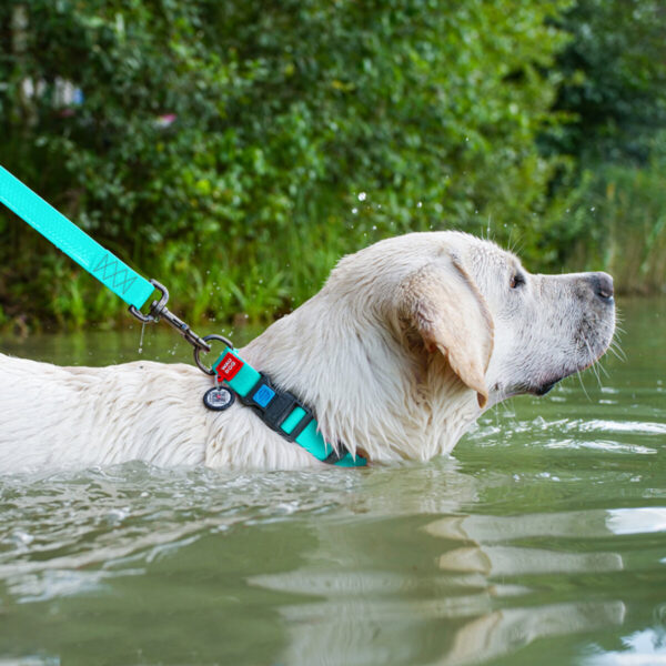 Нашийник для собак водостійкий WAUDOG Waterproof c QR паспортом, ментоловий - Image 11