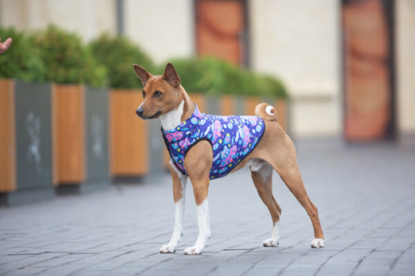 Курточка для собак WAUDOG Clothes малюнок "Рік та Морті 1" - Image 25