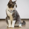 Cheerble KiTiDOT Black Collar - Нашийник для котів з лазерною іграшкою, 1 шт - Image 4