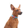Нашийник WAUDOG Re-cotton з QR паспортом - Image 5