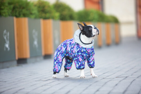 Комбінезон для собак WAUDOG Clothes малюнок "Рік та Морті 1" - Image 11
