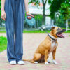 Повідець-рулетка для собак WAUDOG R-leash з контейнером для пакетів світловідбивна стрічка - Image 2