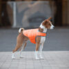 Куртка-накидка для собак AiryVest, помаранчевий - Image 6