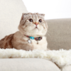 Нашийник Smart ID Cat Collar - Comic 1 size - Image 2