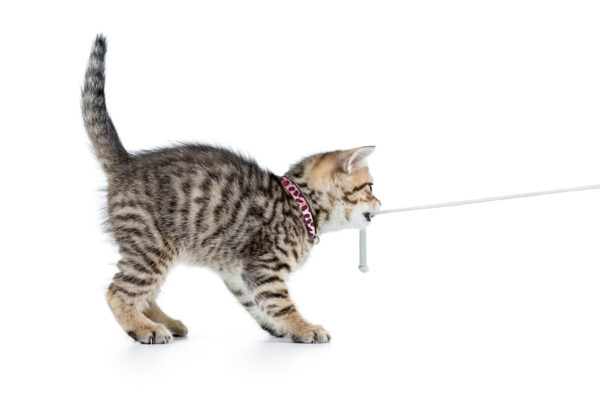 Нашийник Smart ID Cat Collar - Leopard Pink 1 size - Image 3