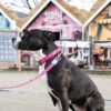 Нашийник Smart ID Collar - Magical - Image 4