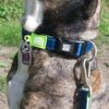 Нашийник Smart ID Collar - Matrix Lime Green - Image 4