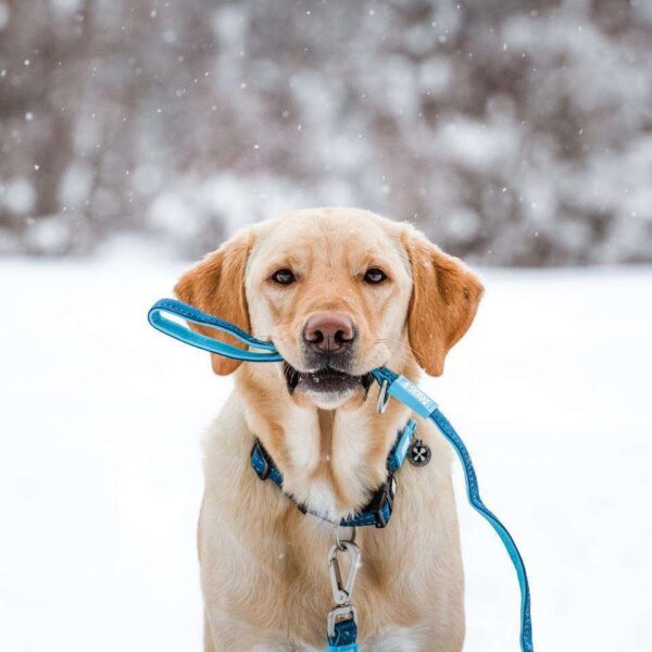 Нашийник Smart ID Collar - Matrix Sky Blue - Image 2