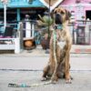 Нашийник Smart ID Collar - Matrix Sweet Pineapple - Image 3
