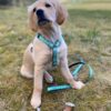 Повідець Multi-Function Leash - Ducklings M - Image 3